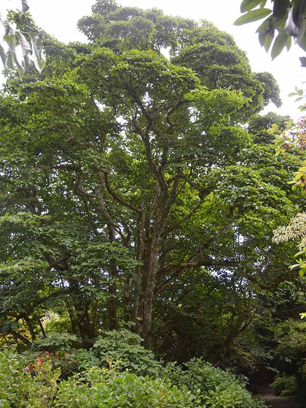 Magnolia x veitchii ‘Peter Veitch’, form.